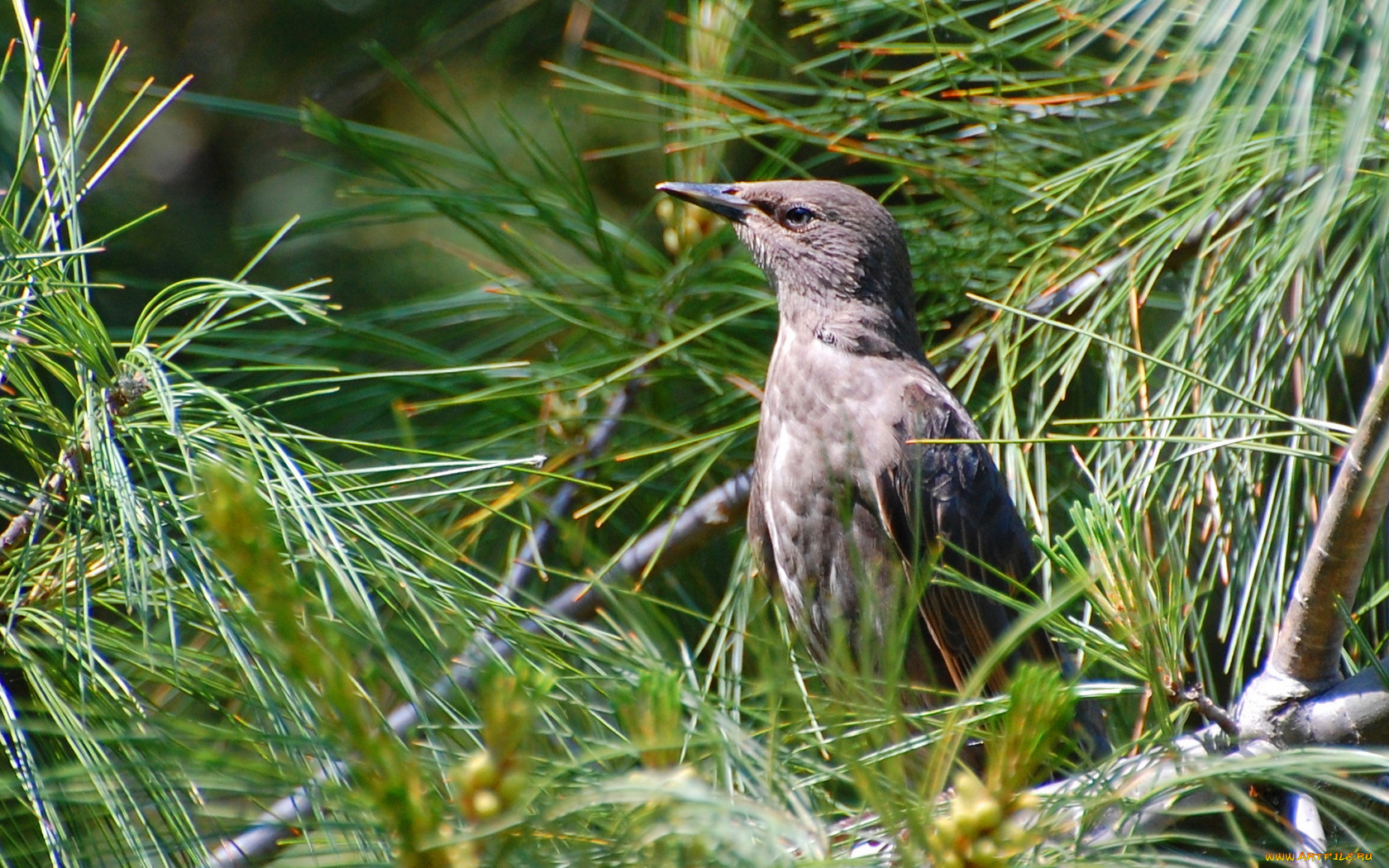 животные, птицы
