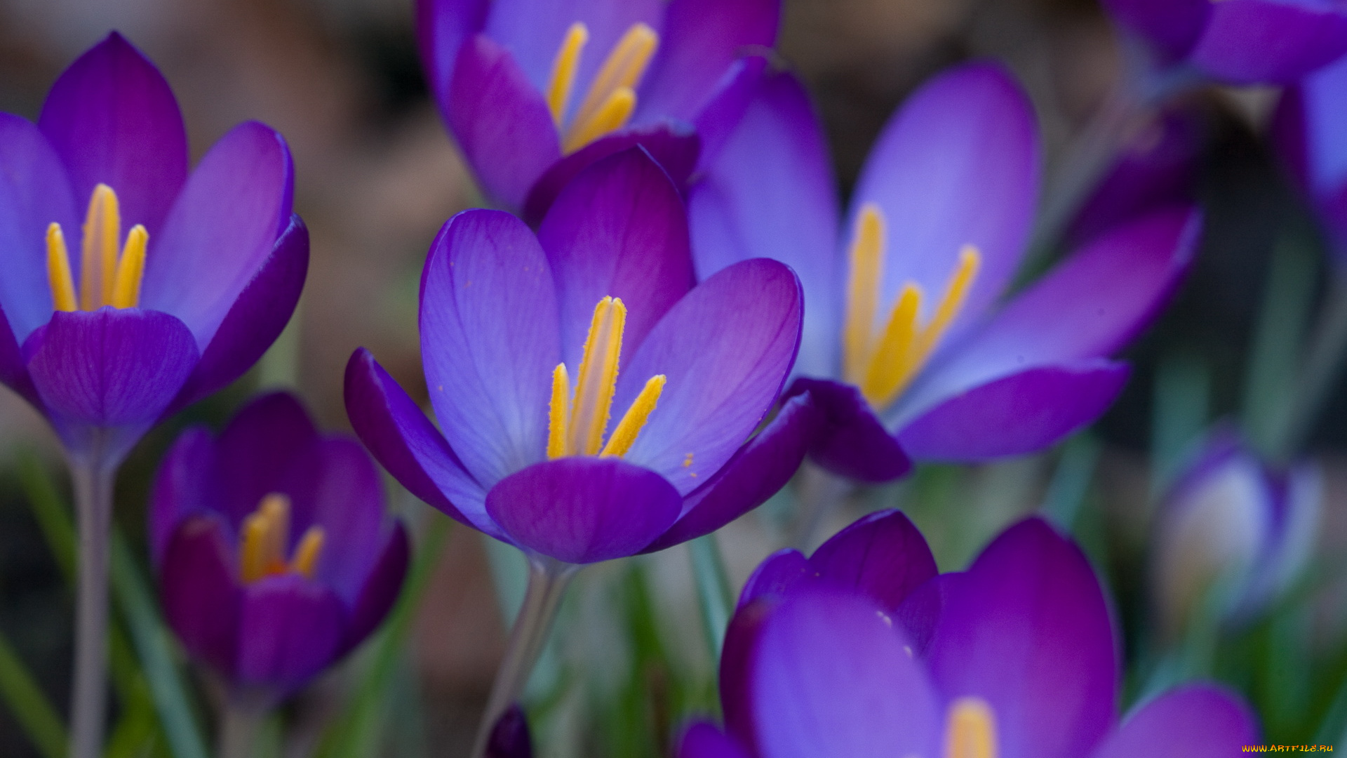 цветы, крокусы