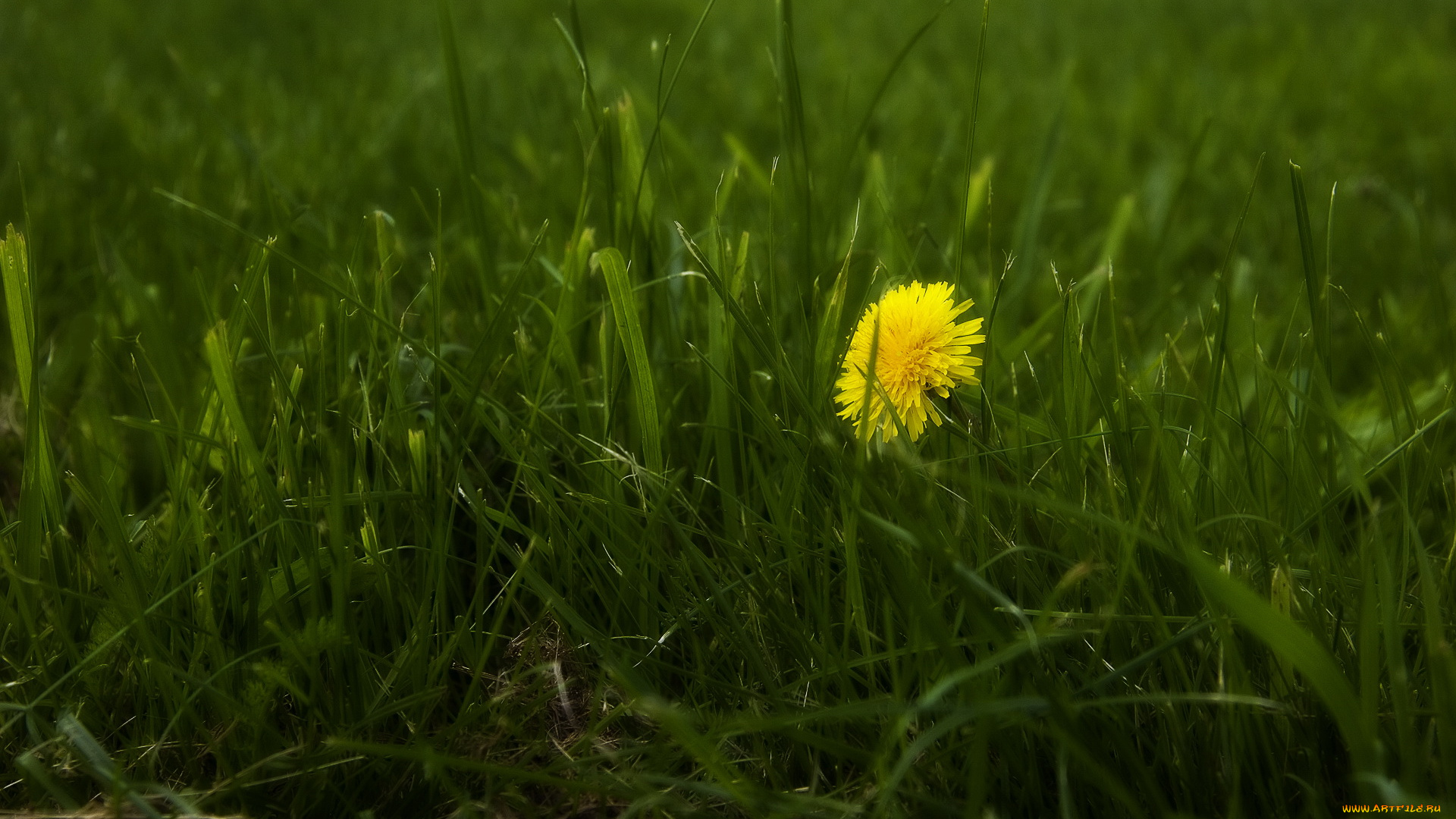 цветы, одуванчики