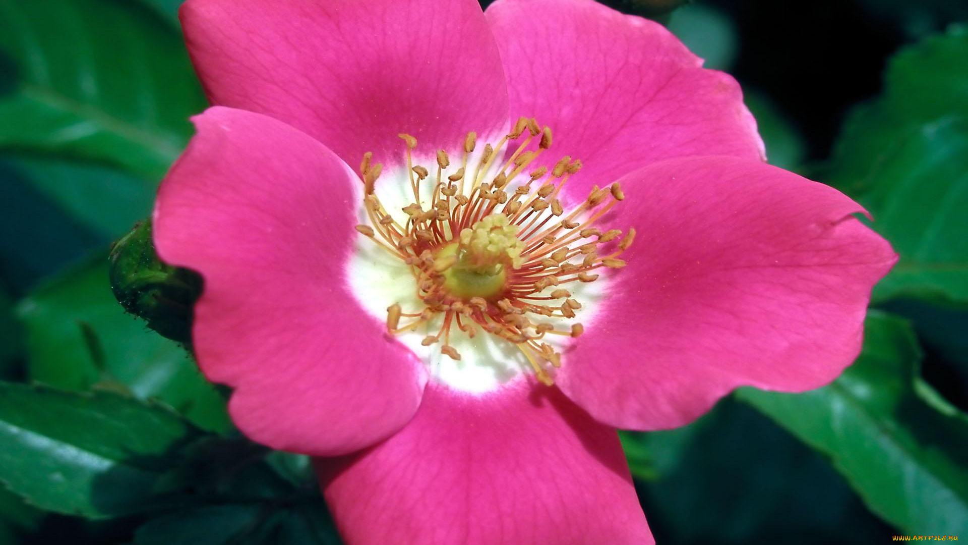 цветы, шиповник