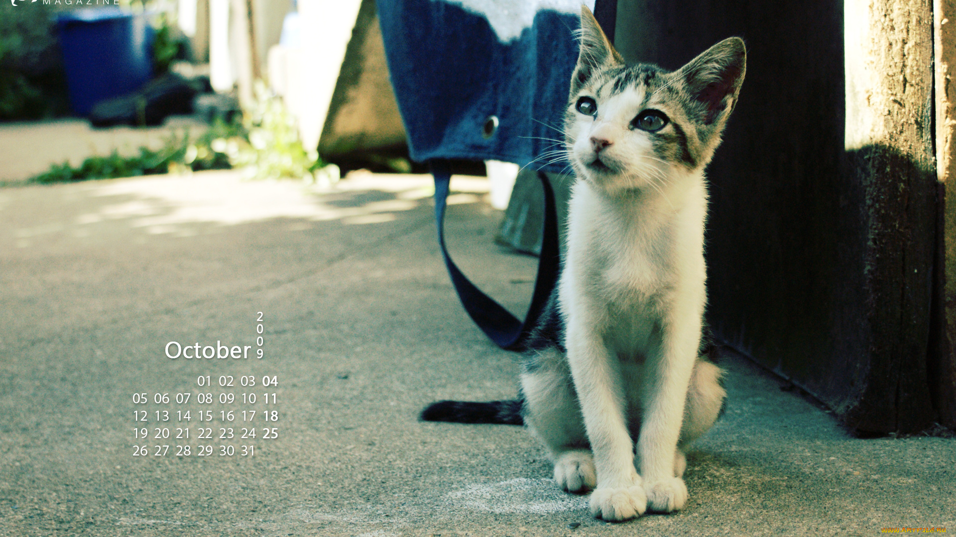 календари, животные