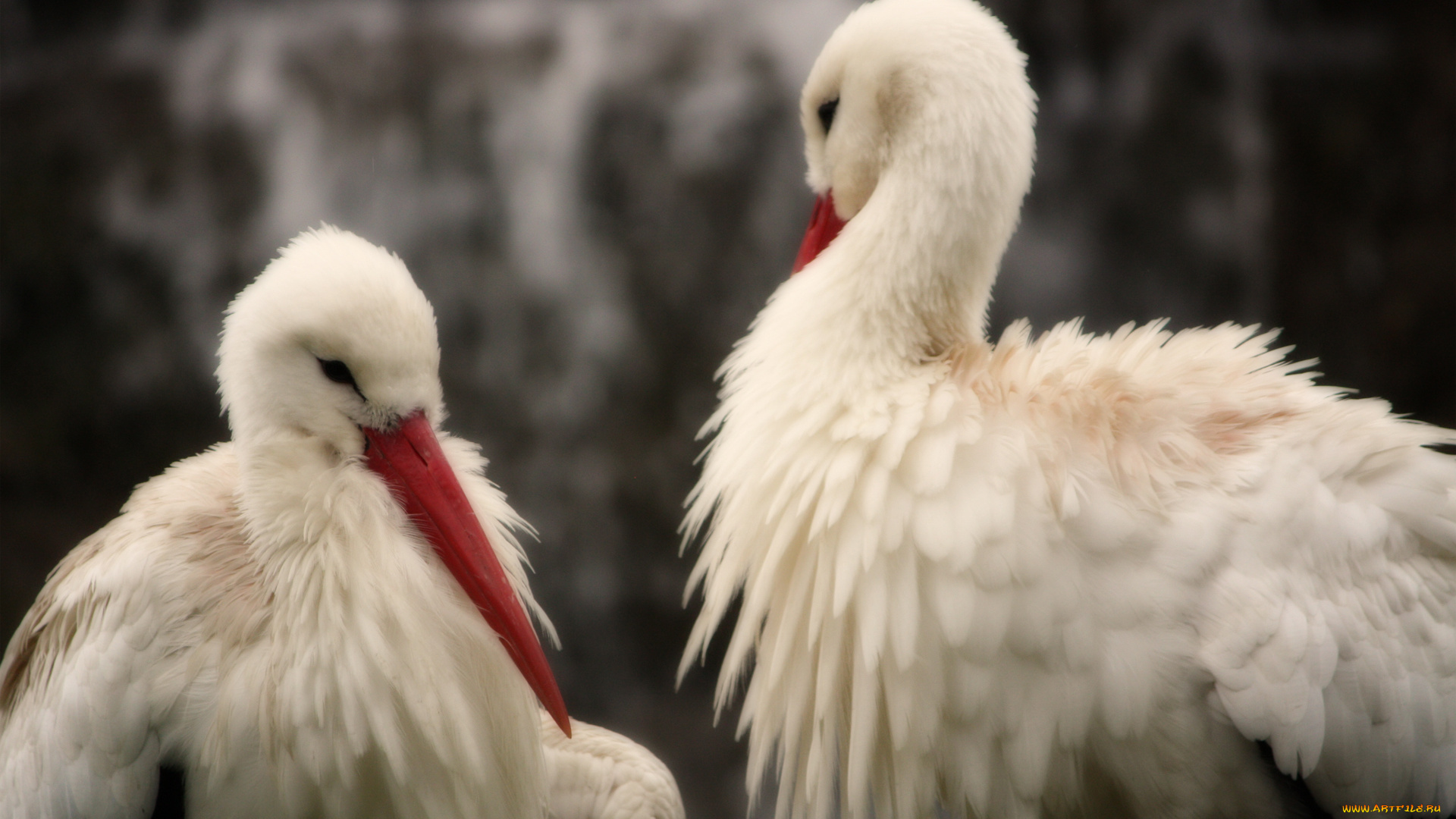 животные, аисты