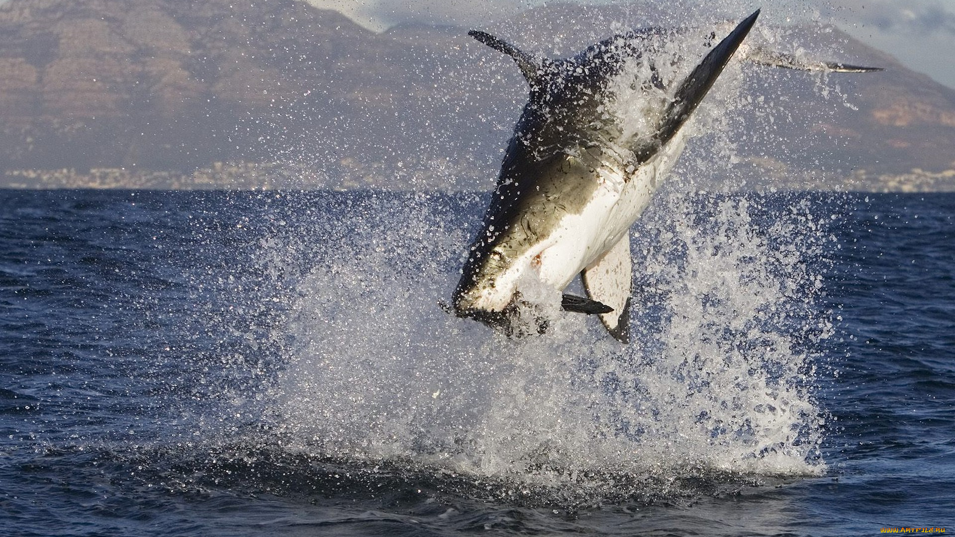 животные, акулы