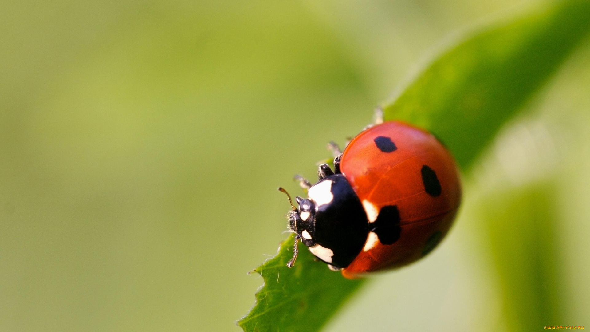 животные, божьи, коровки