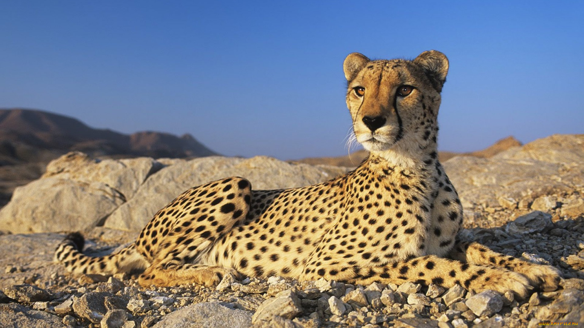 животные, гепарды
