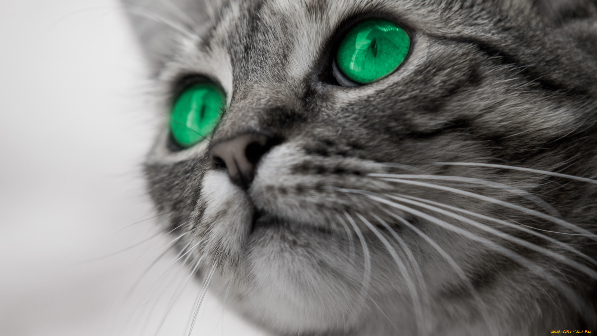 животные, коты