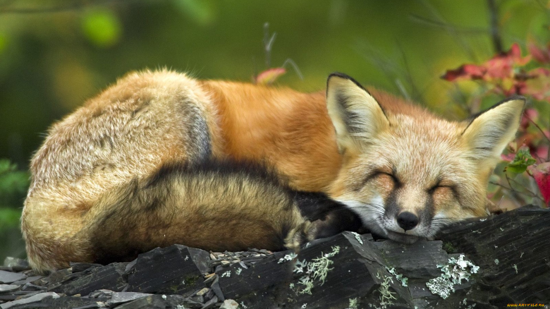 животные, лисы