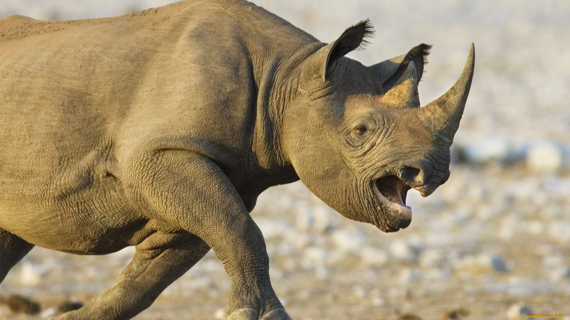 животные, носороги