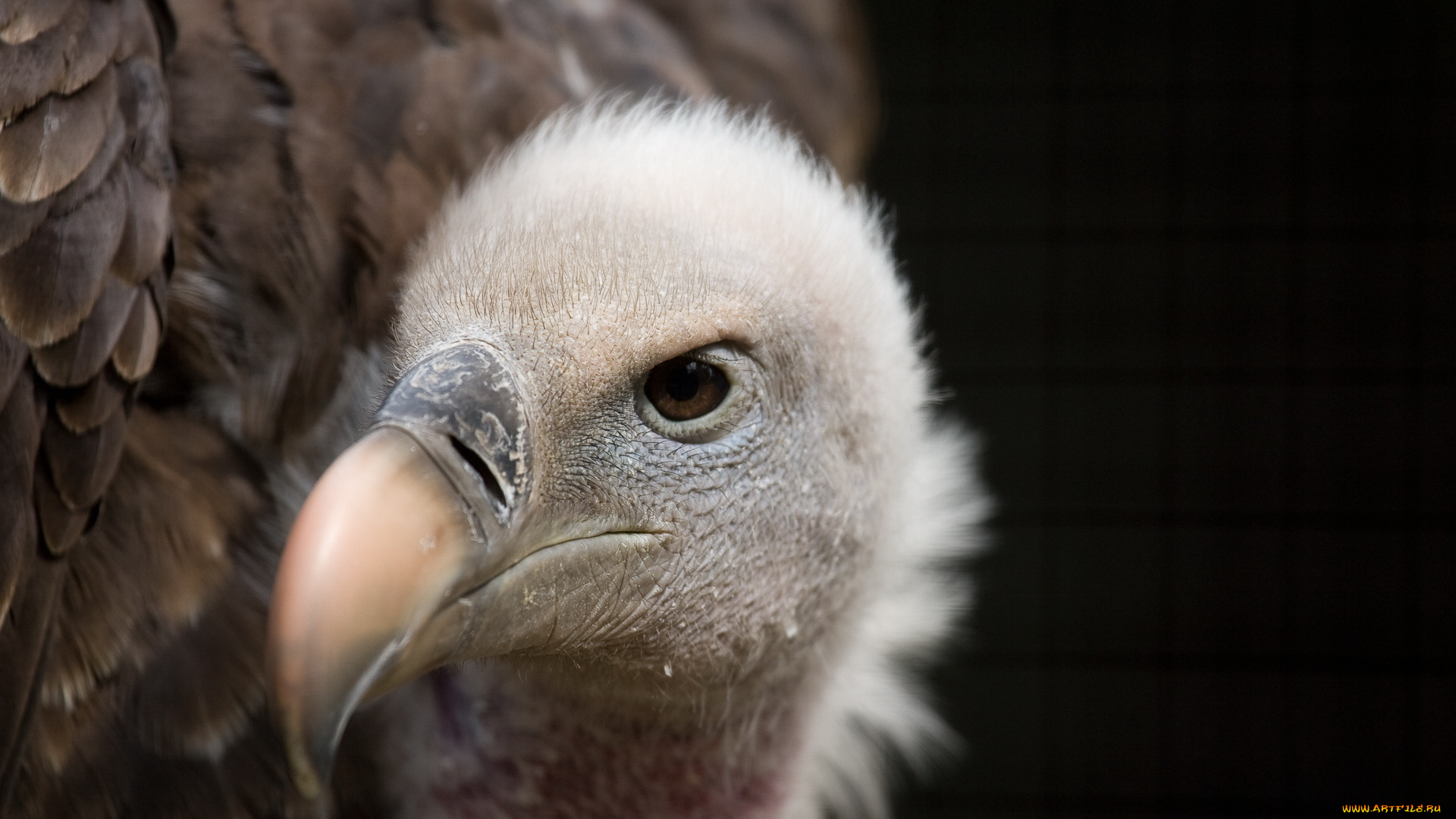 животные, птицы, хищники