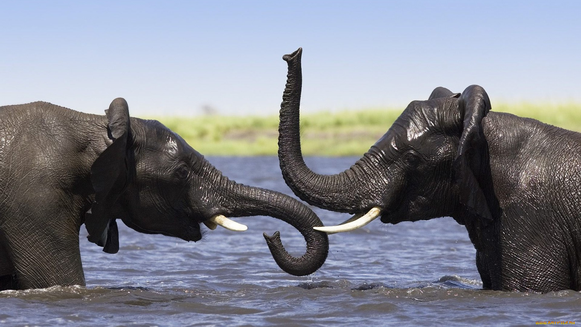 животные, слоны