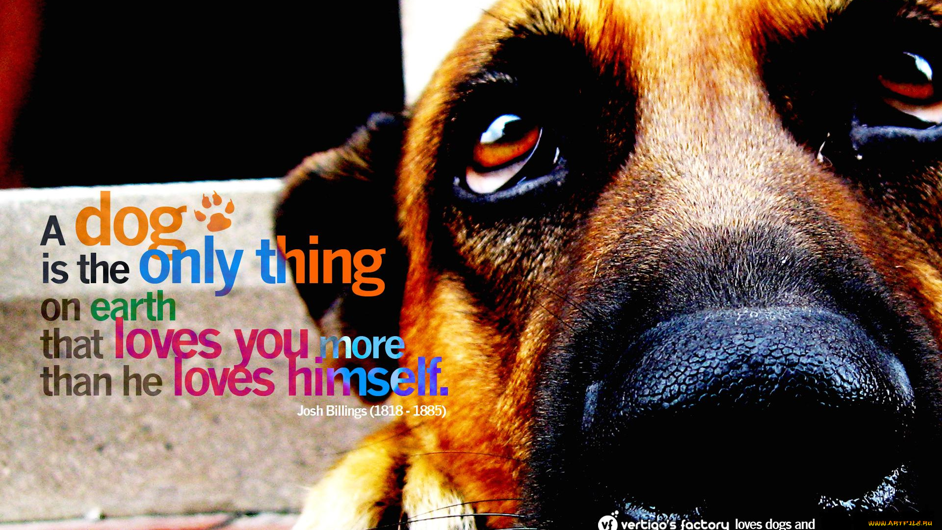 животные, собаки