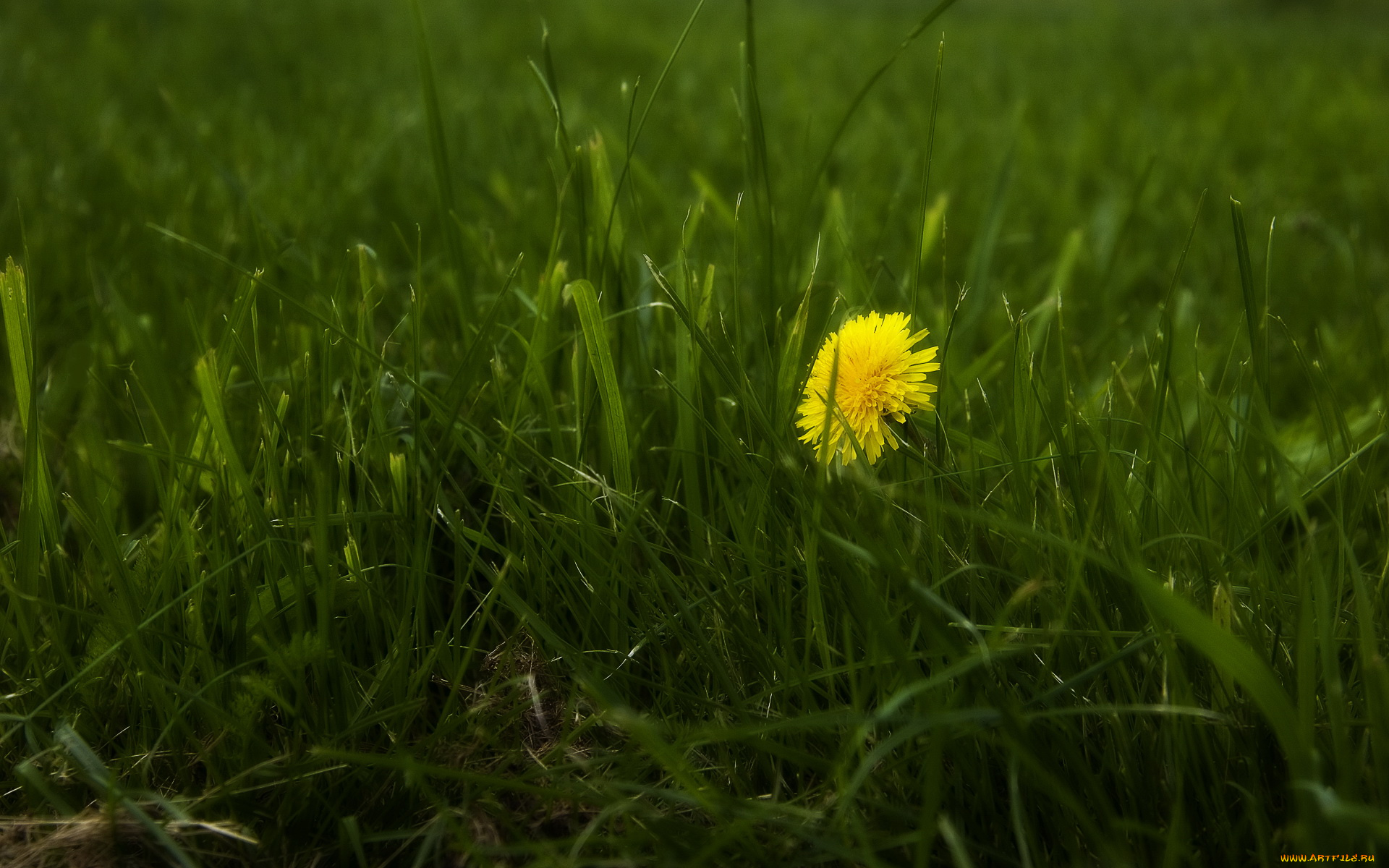 цветы, одуванчики