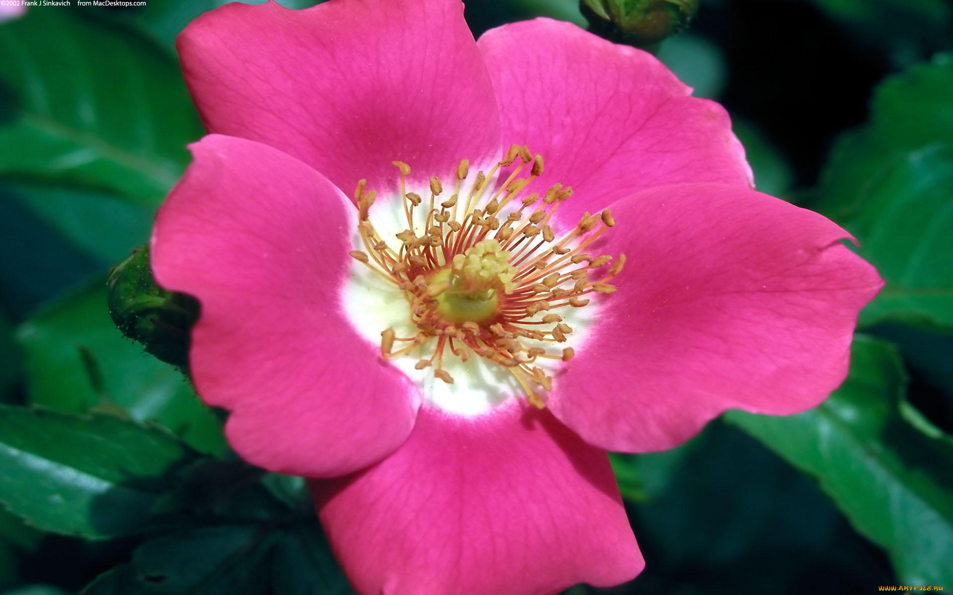 цветы, шиповник