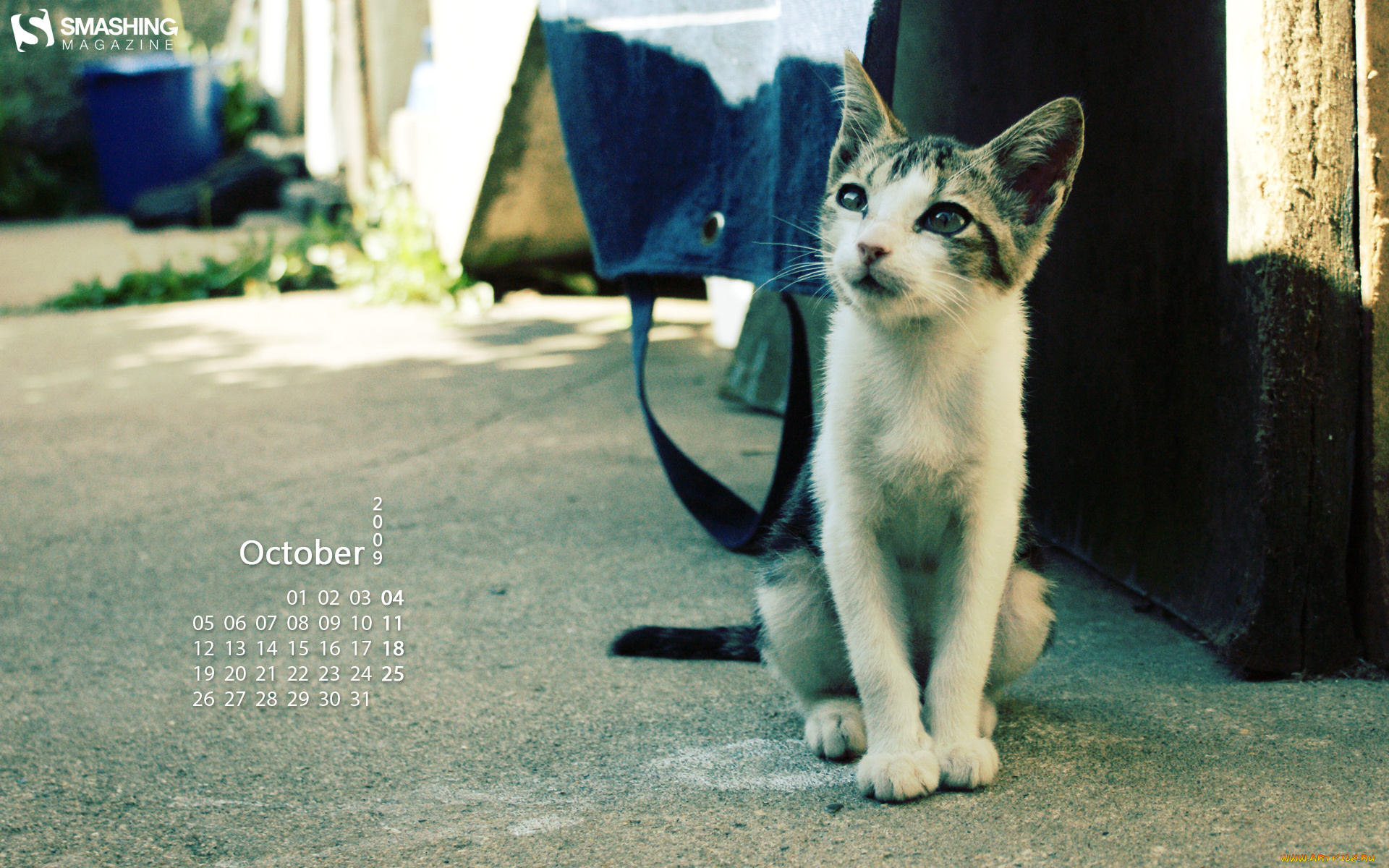 календари, животные