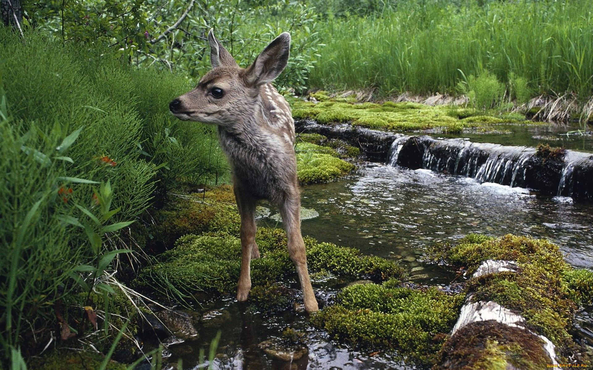 животные, олени