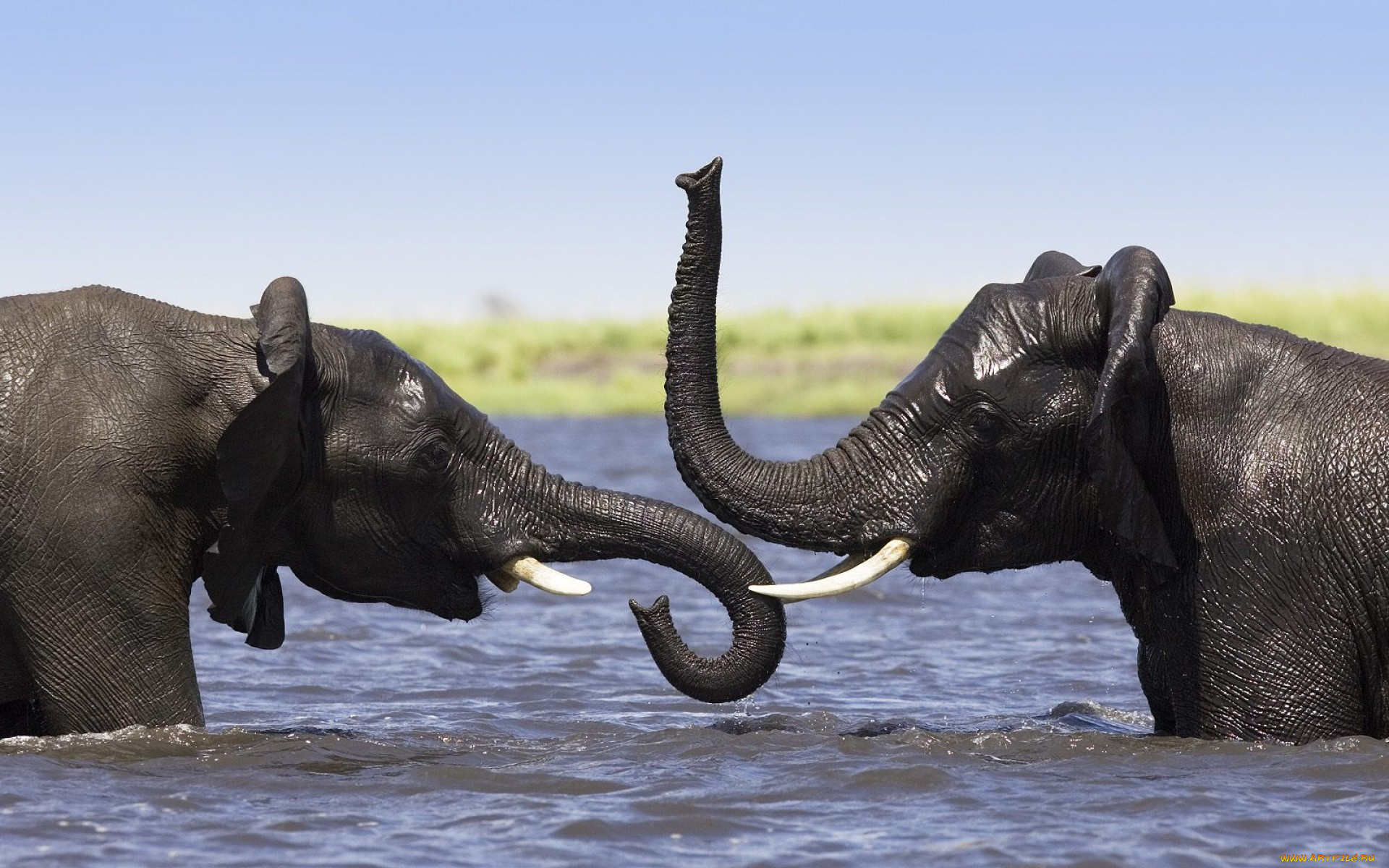 животные, слоны