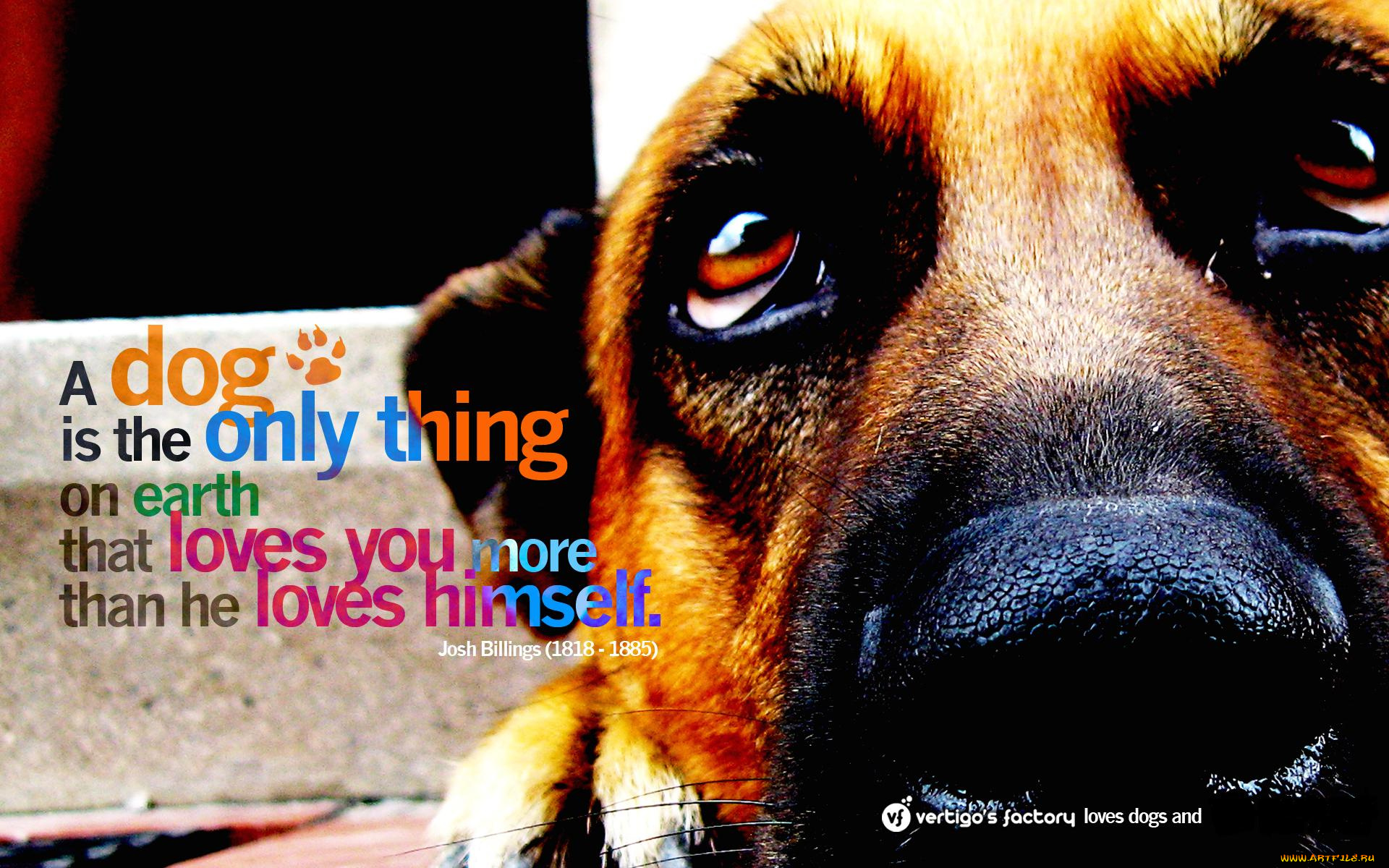 животные, собаки