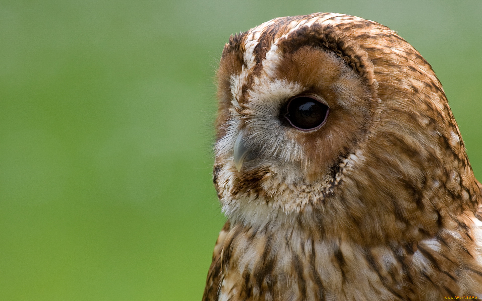 животные, совы