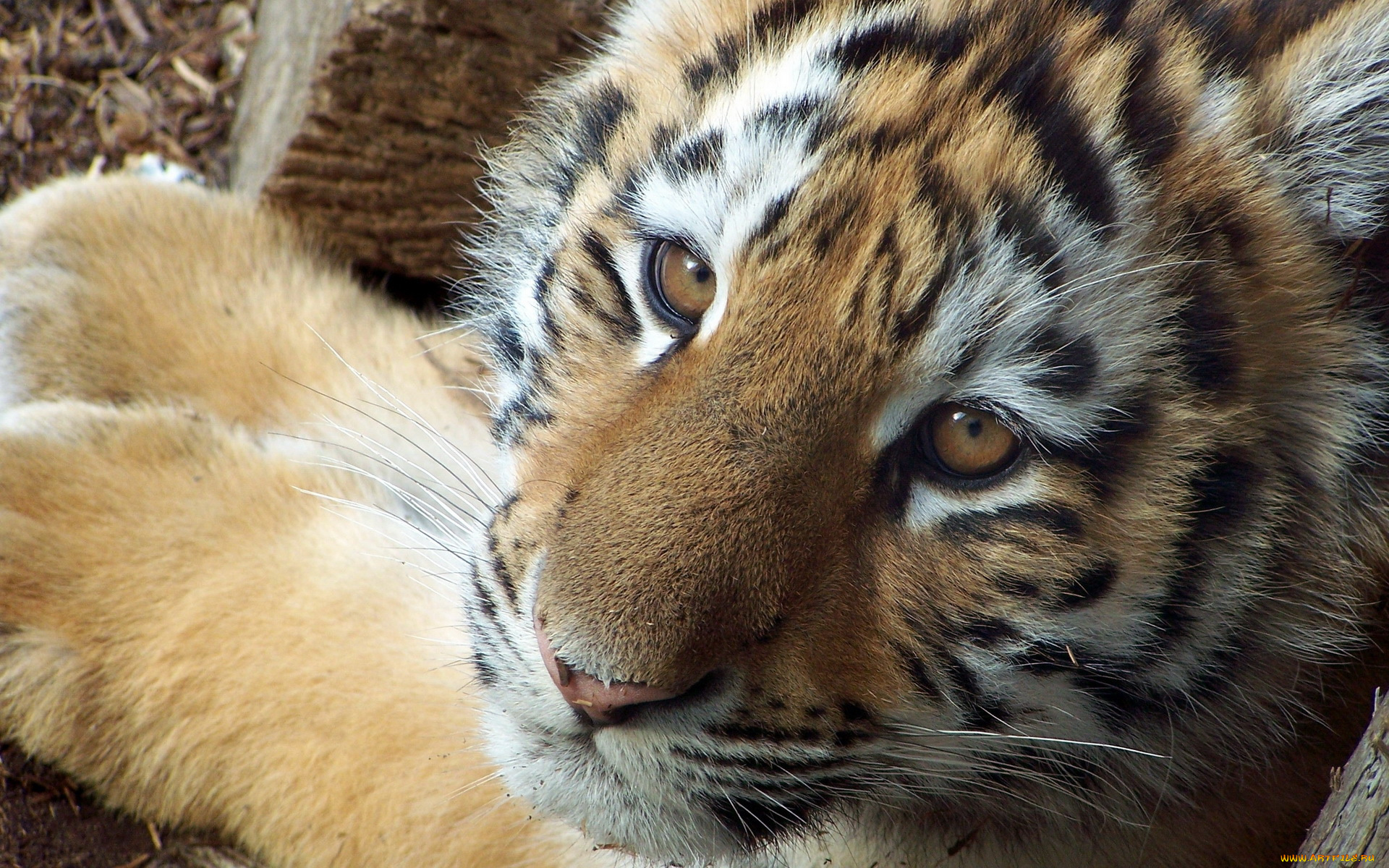 животные, тигры