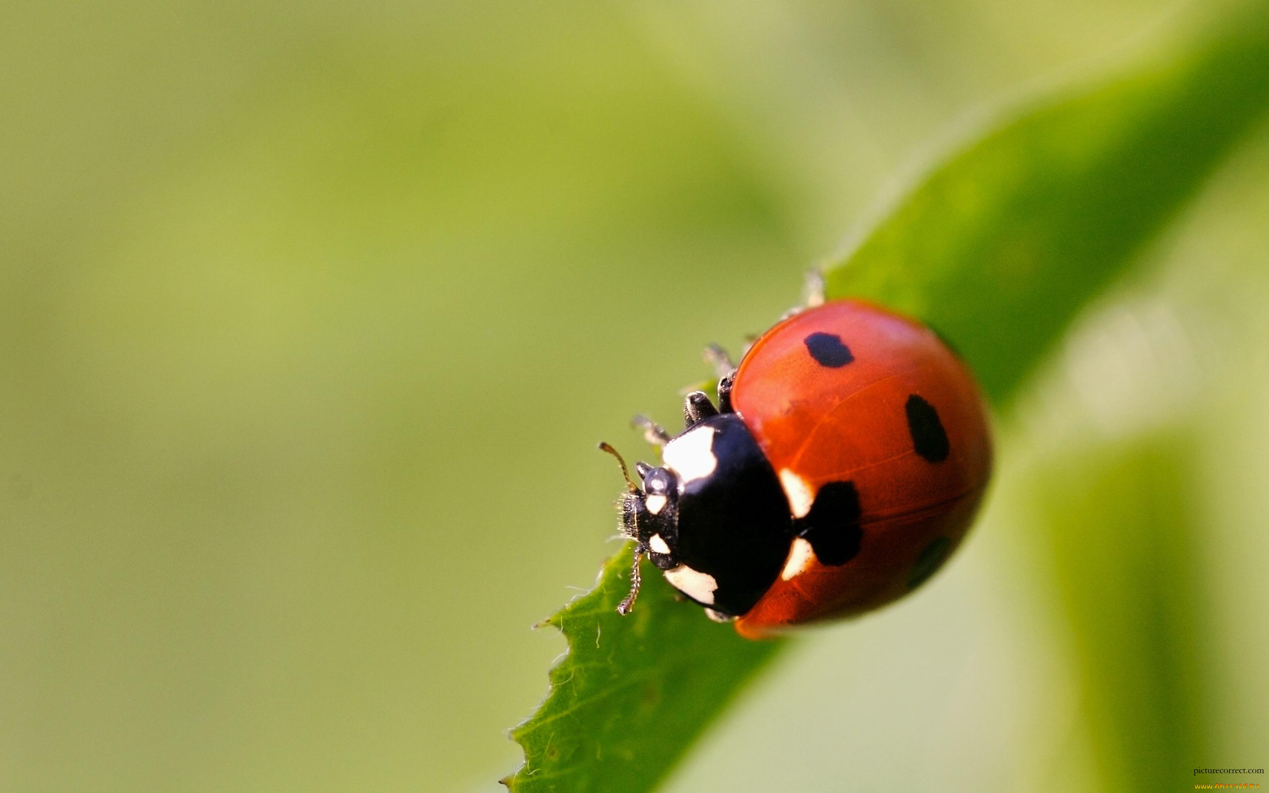 животные, божьи, коровки
