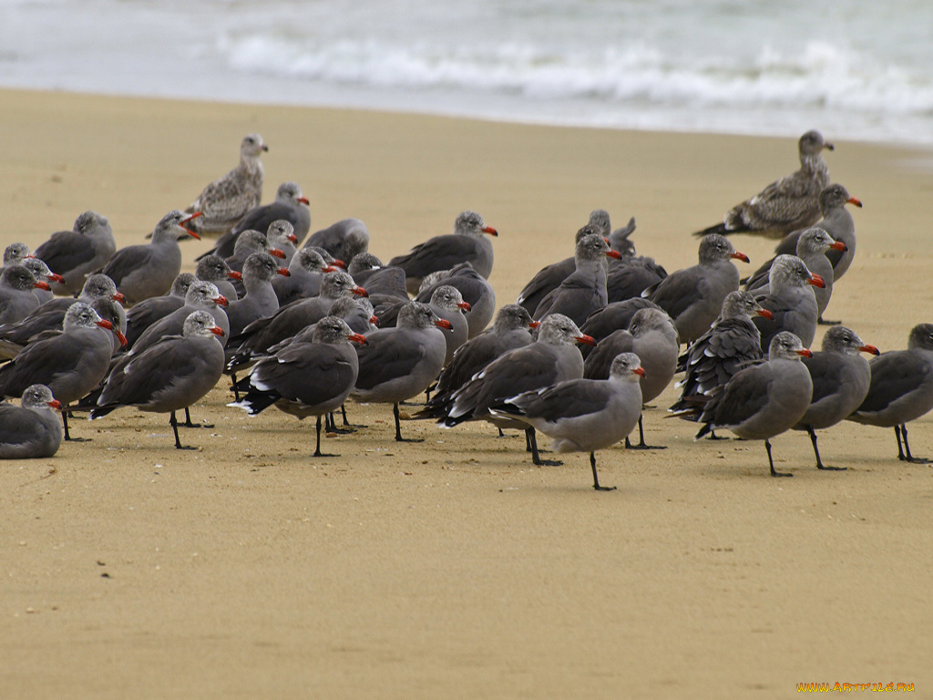 животные, Чайки, бакланы, крачки