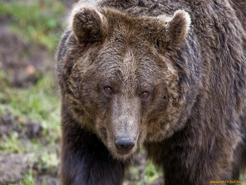 животные, медведи