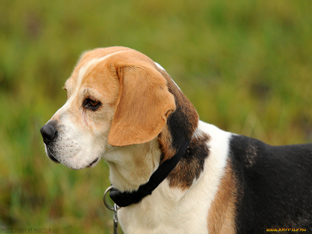 животные, собаки