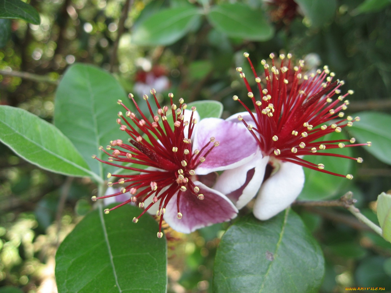 цветы, цветущие, деревья, кустарники