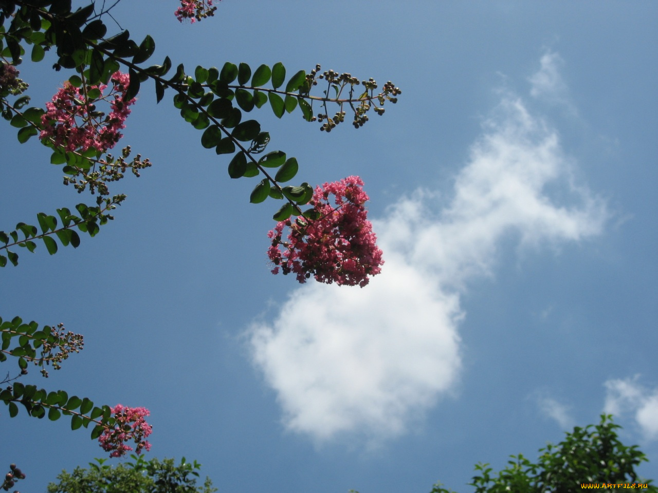 цветы, лагерстрёмия