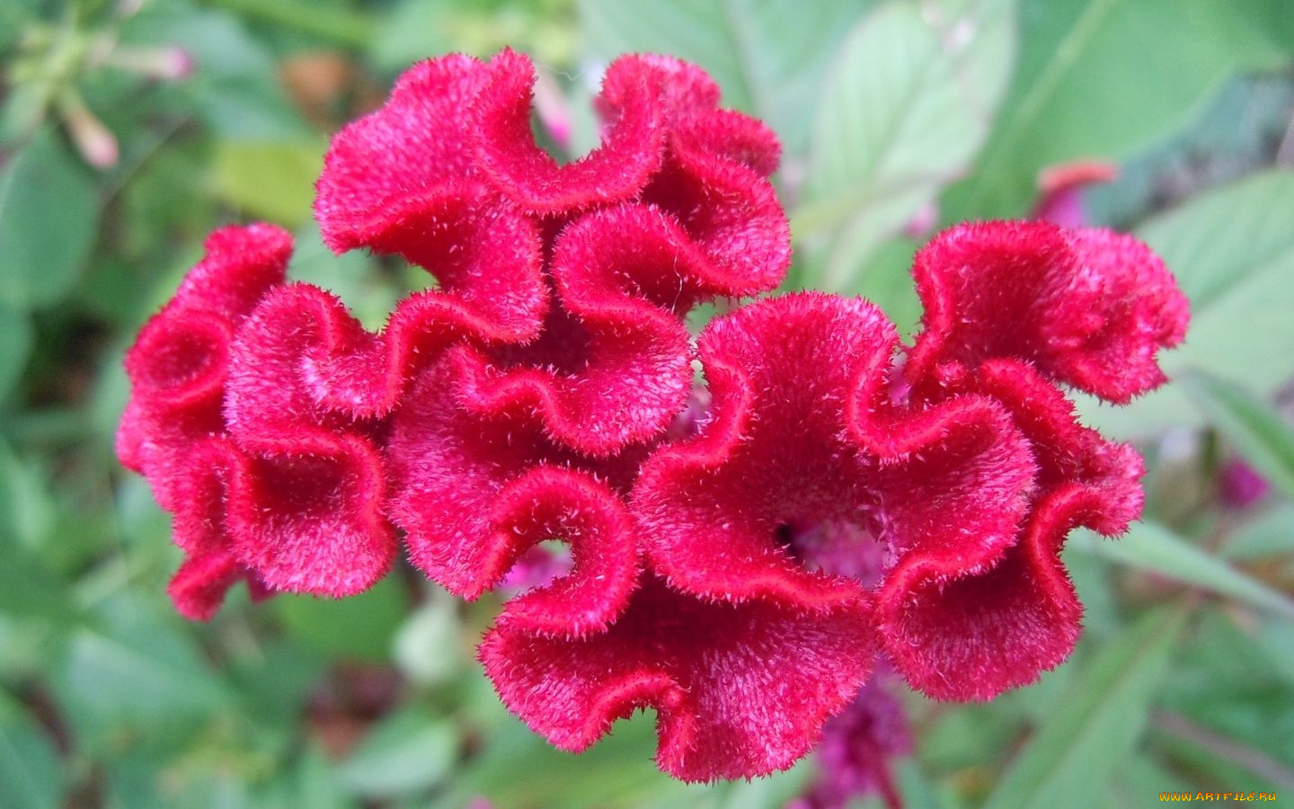 цветы, амаранты