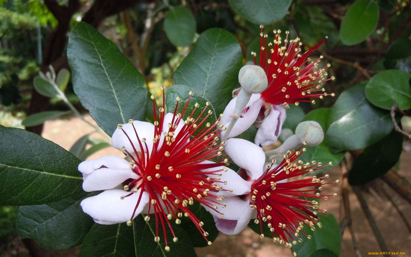 цветы, цветущие, деревья, кустарники