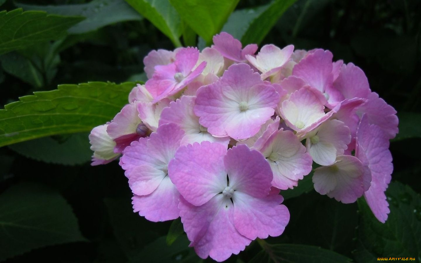 цветы, гортензия