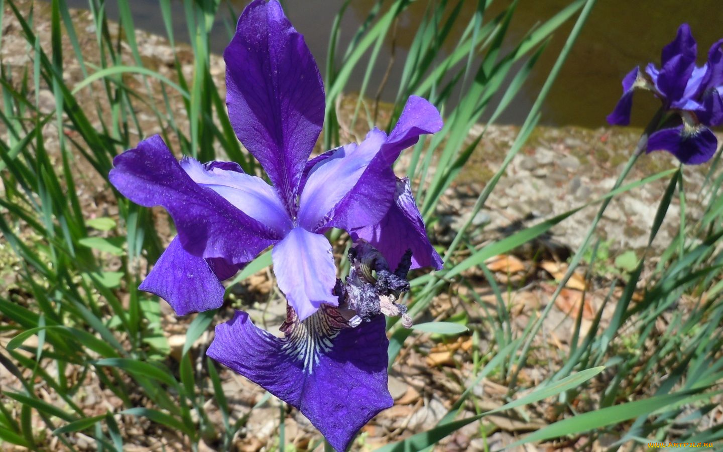цветы, ирисы