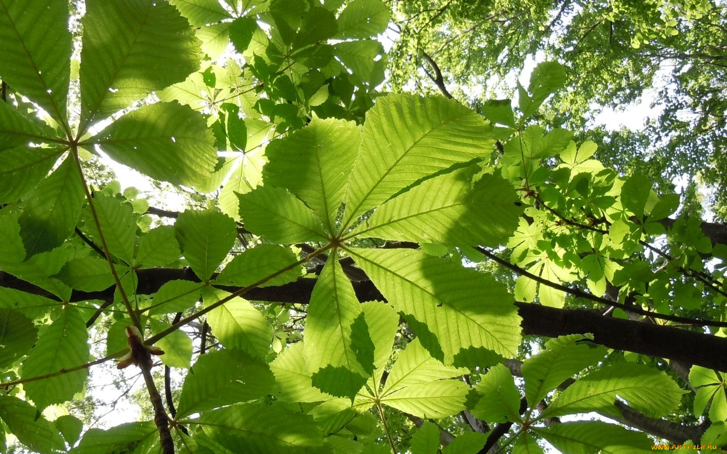 природа, листья