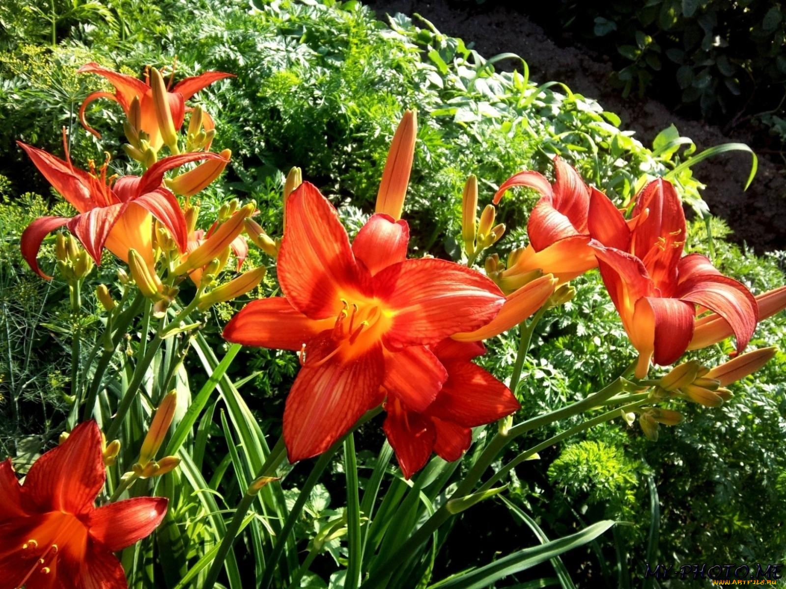 автор, ирина, умерова, цветы, лилии, лилейники