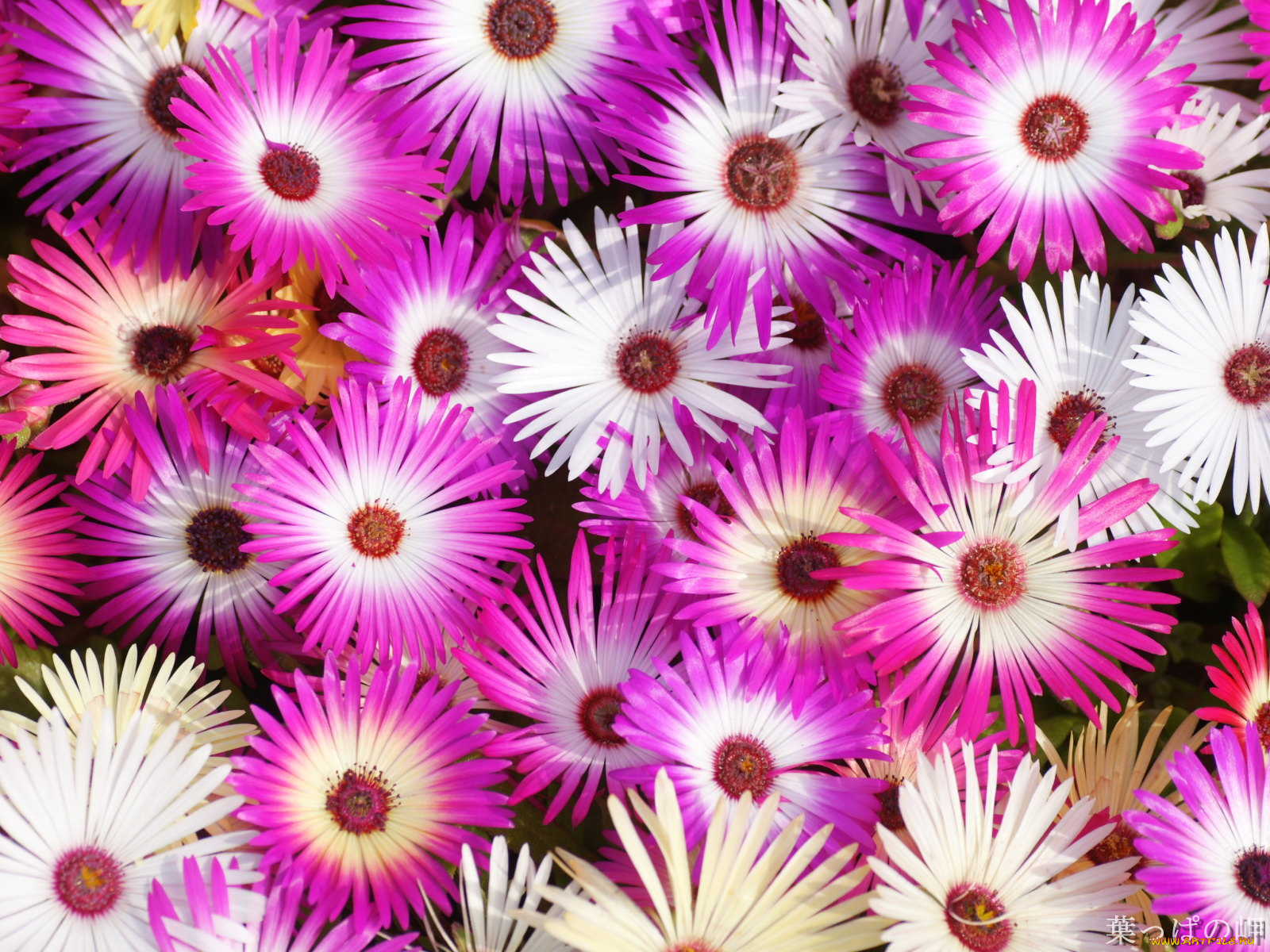 цветы, аизовые