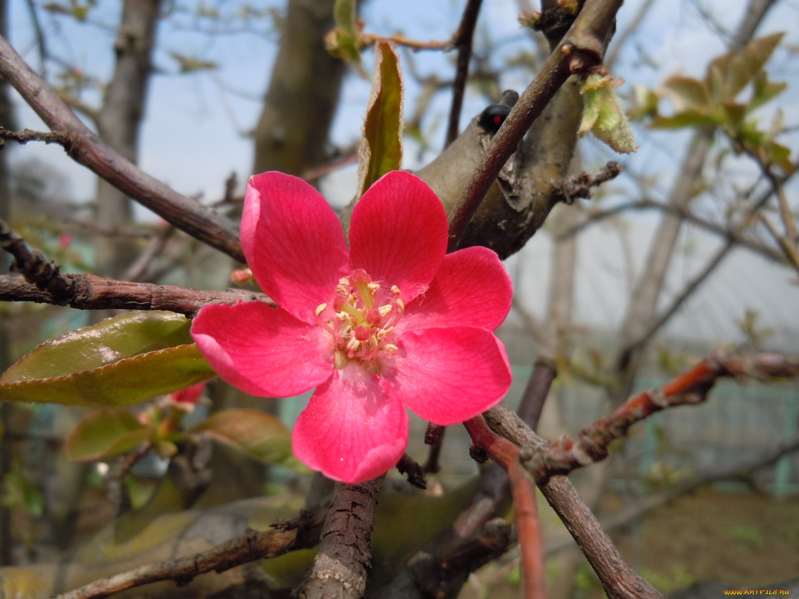 цветы, цветущие, деревья, кустарники