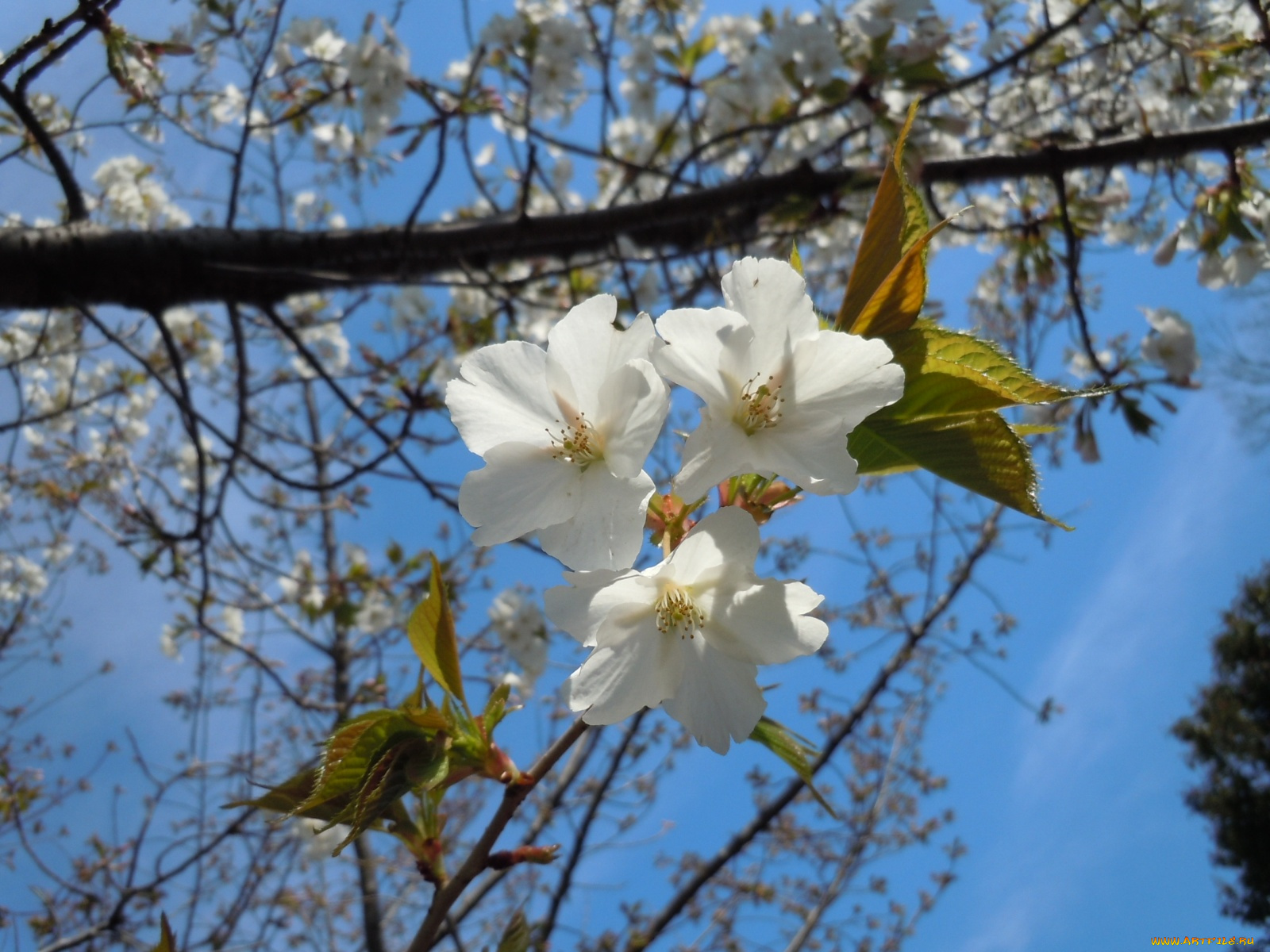 цветы, цветущие, деревья, кустарники