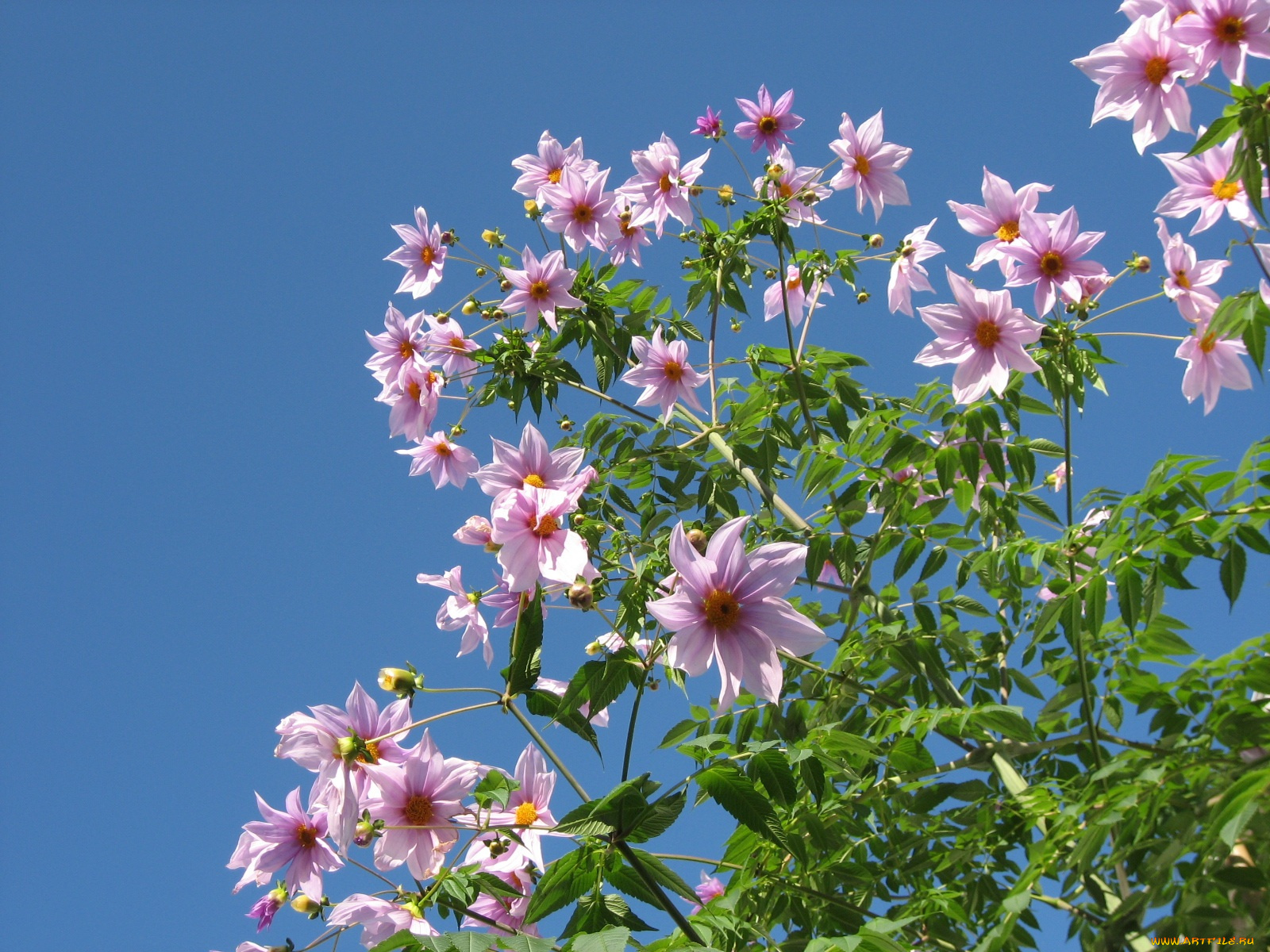 цветы, георгины