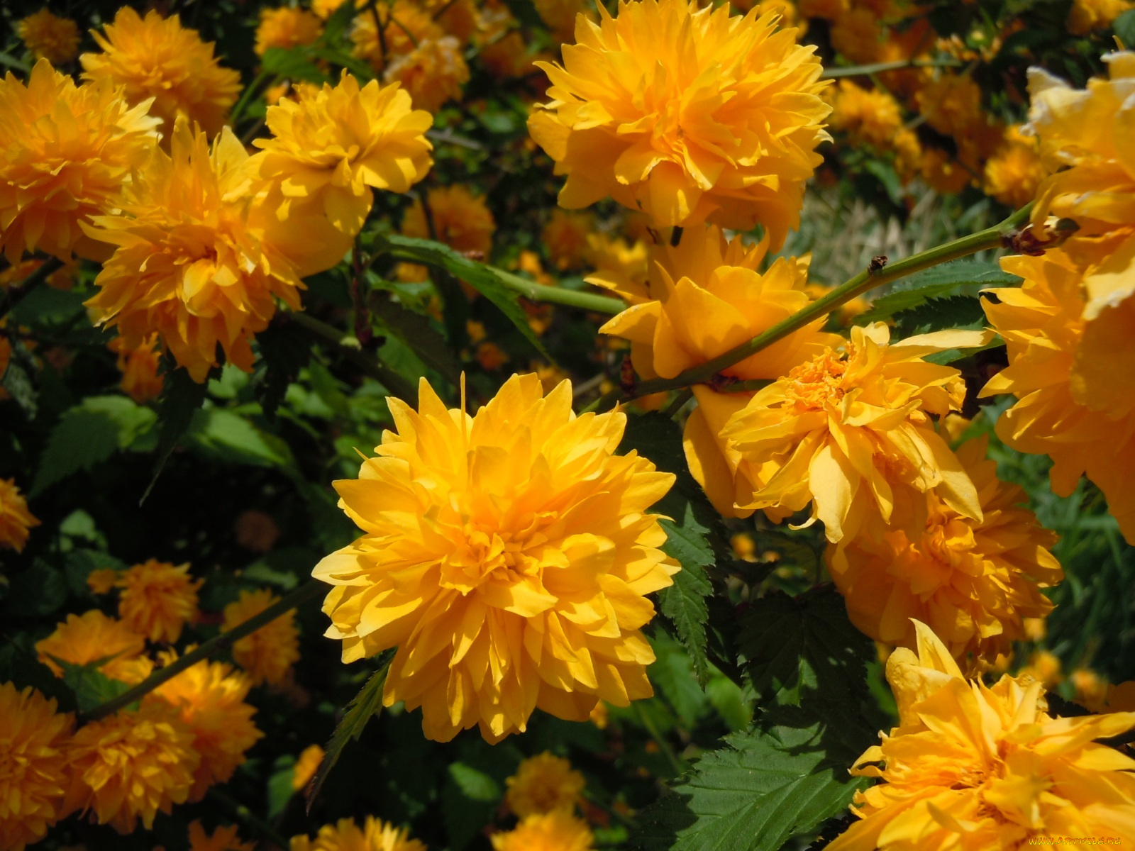 цветы, рудбекия