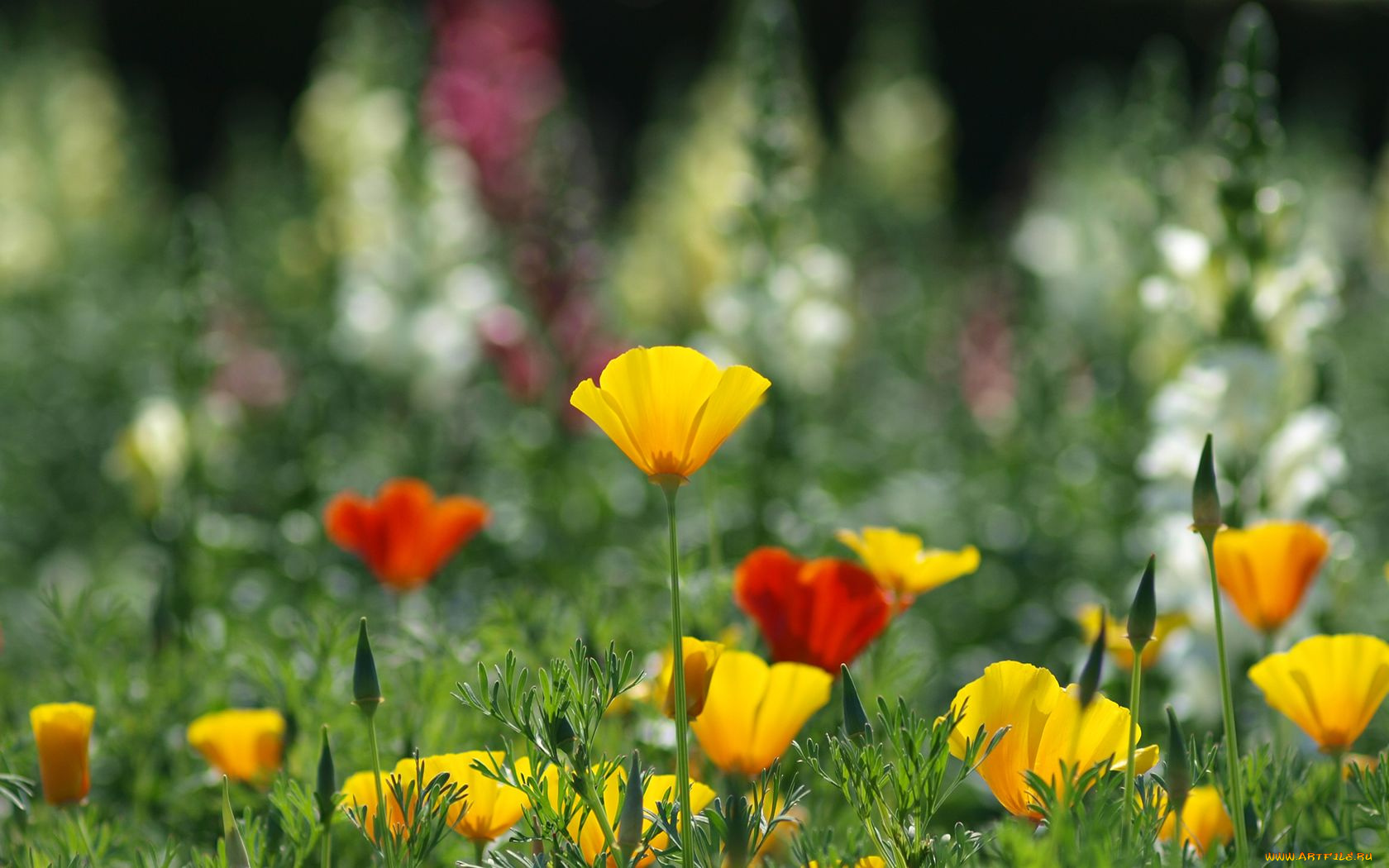 цветы, эшшольция