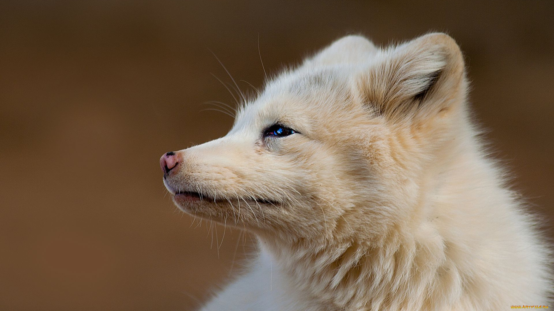 животные, песцы