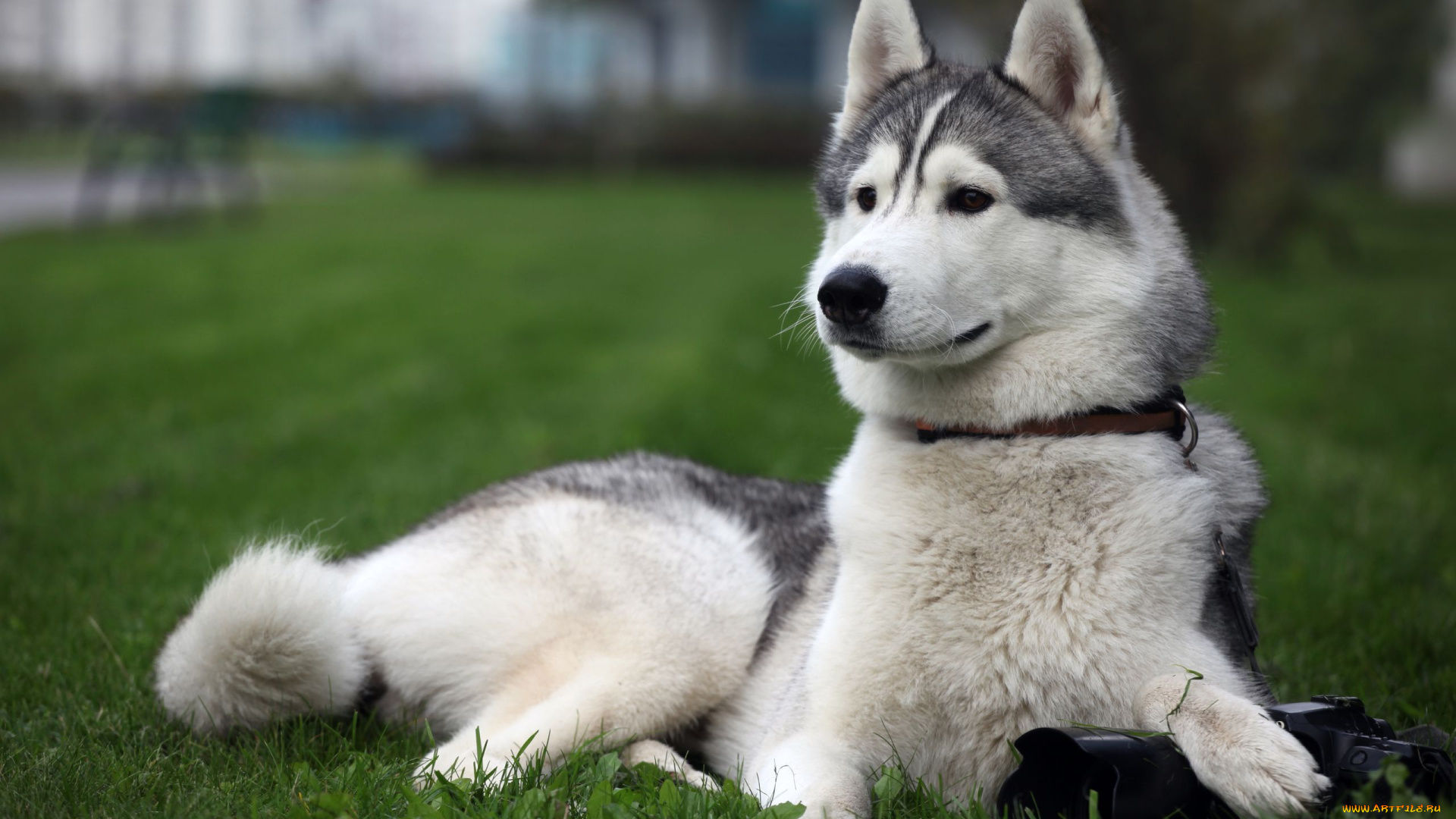 животные, собаки