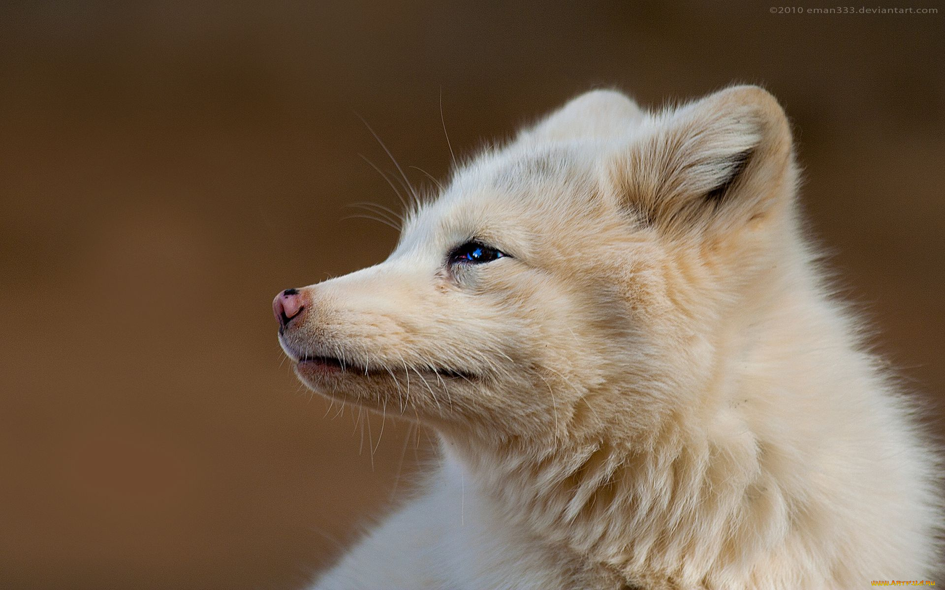 животные, песцы