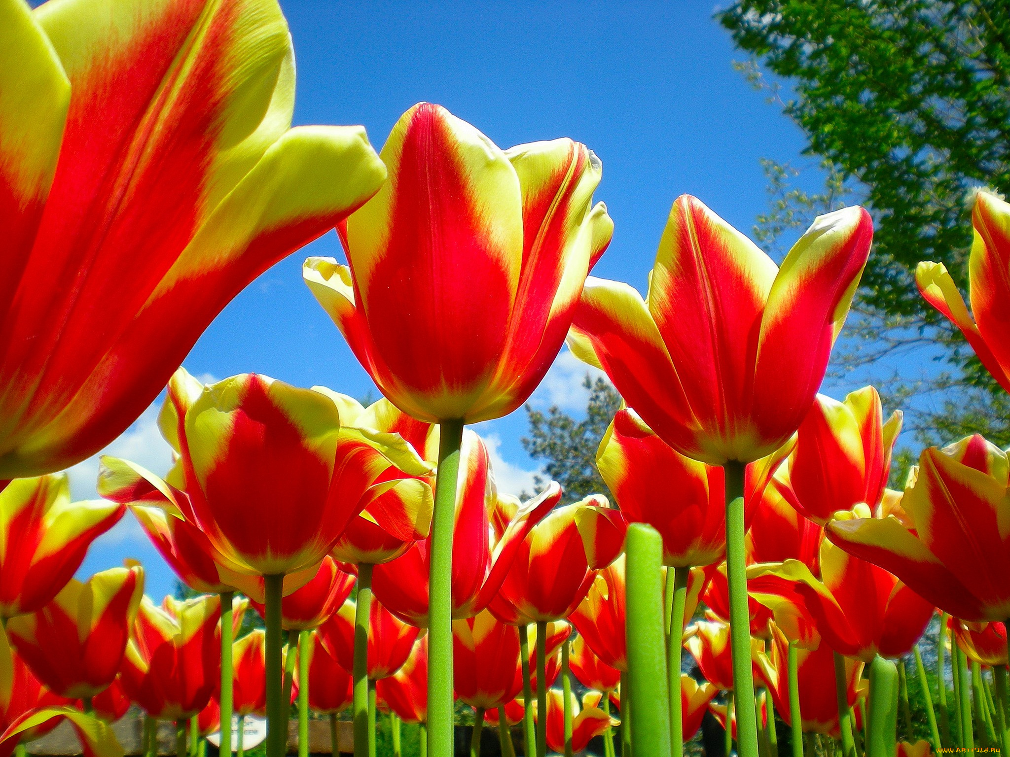 цветы, тюльпаны