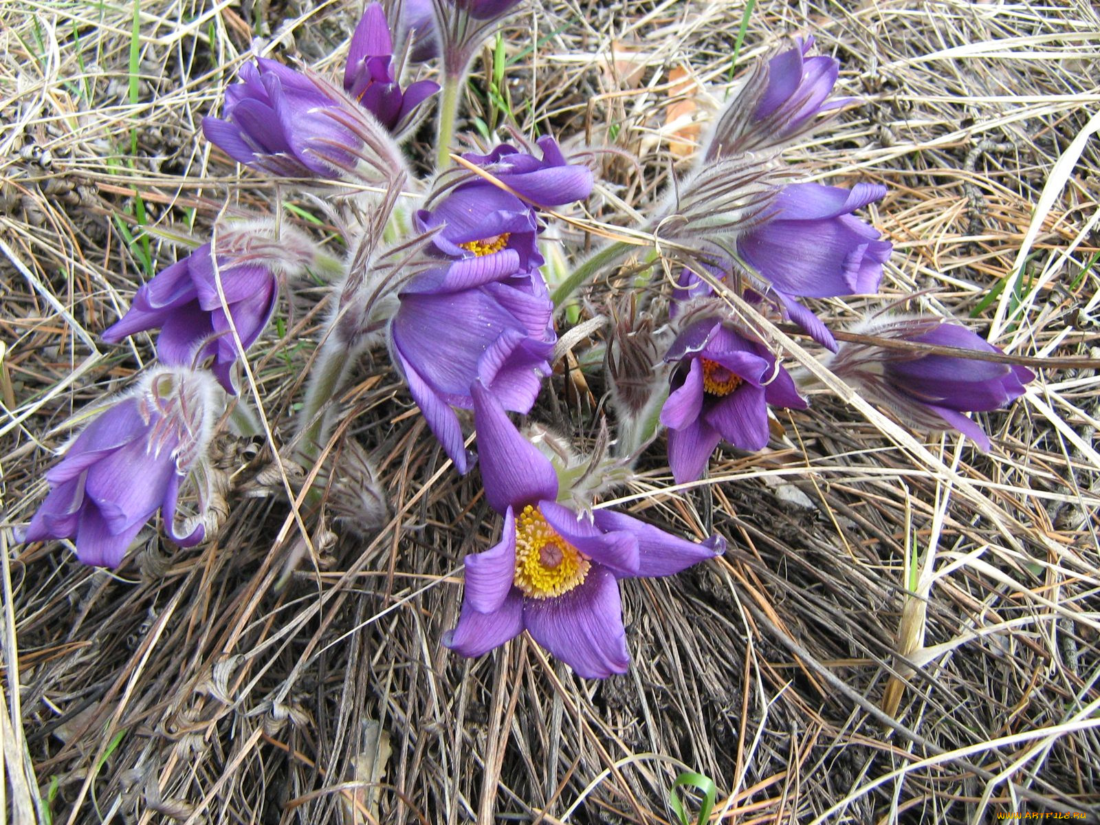 цветы, анемоны, адонисы, прострел, сон-трава