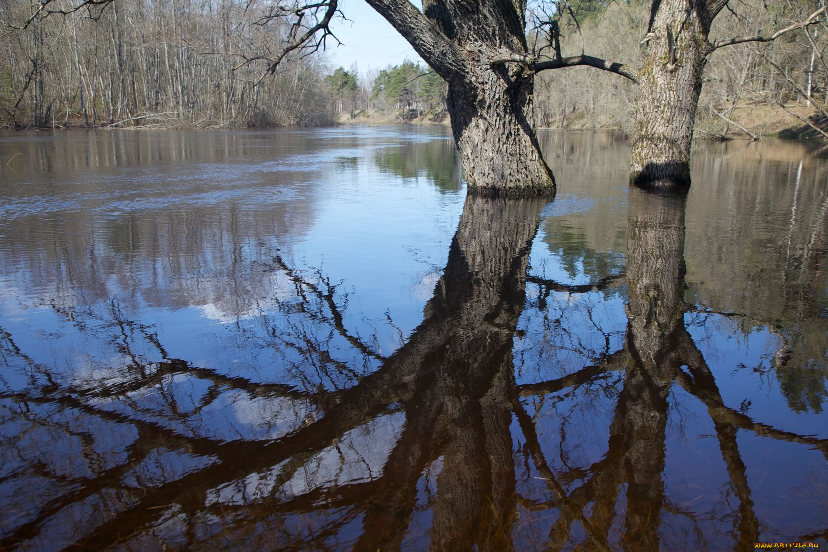 природа, реки, озера, отражение, дерево