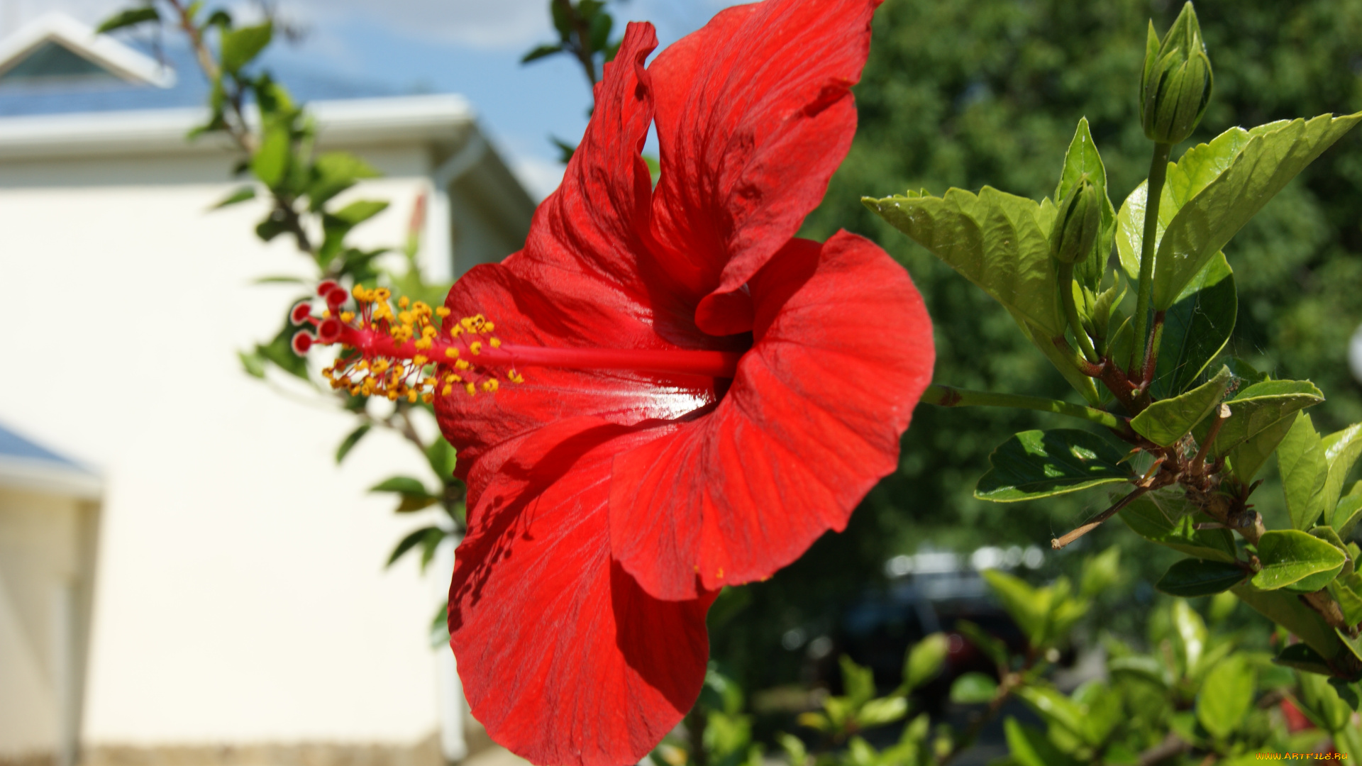 цветы, гибискусы, зелень