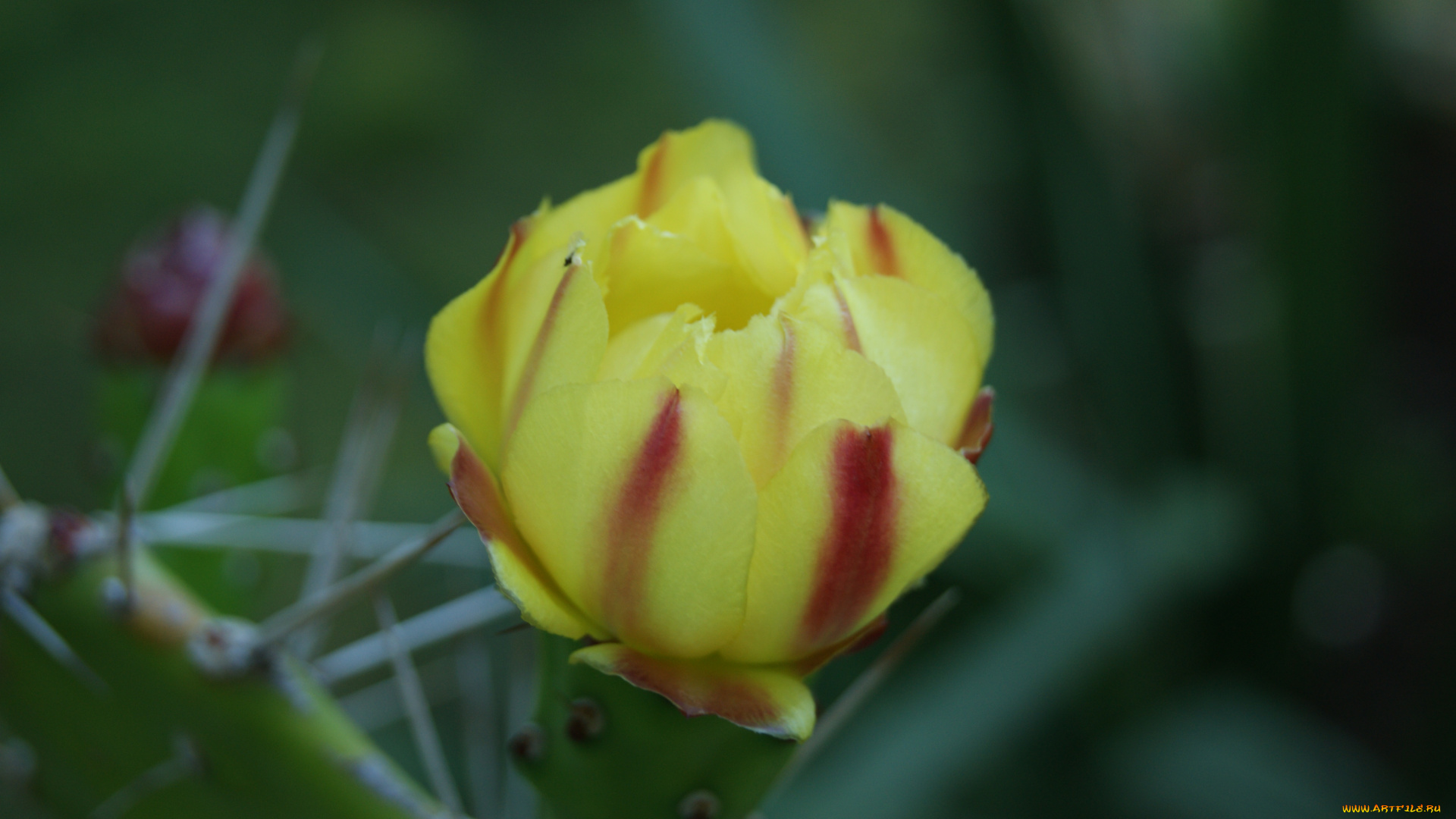 цветы, кактусы, иголки, цветок