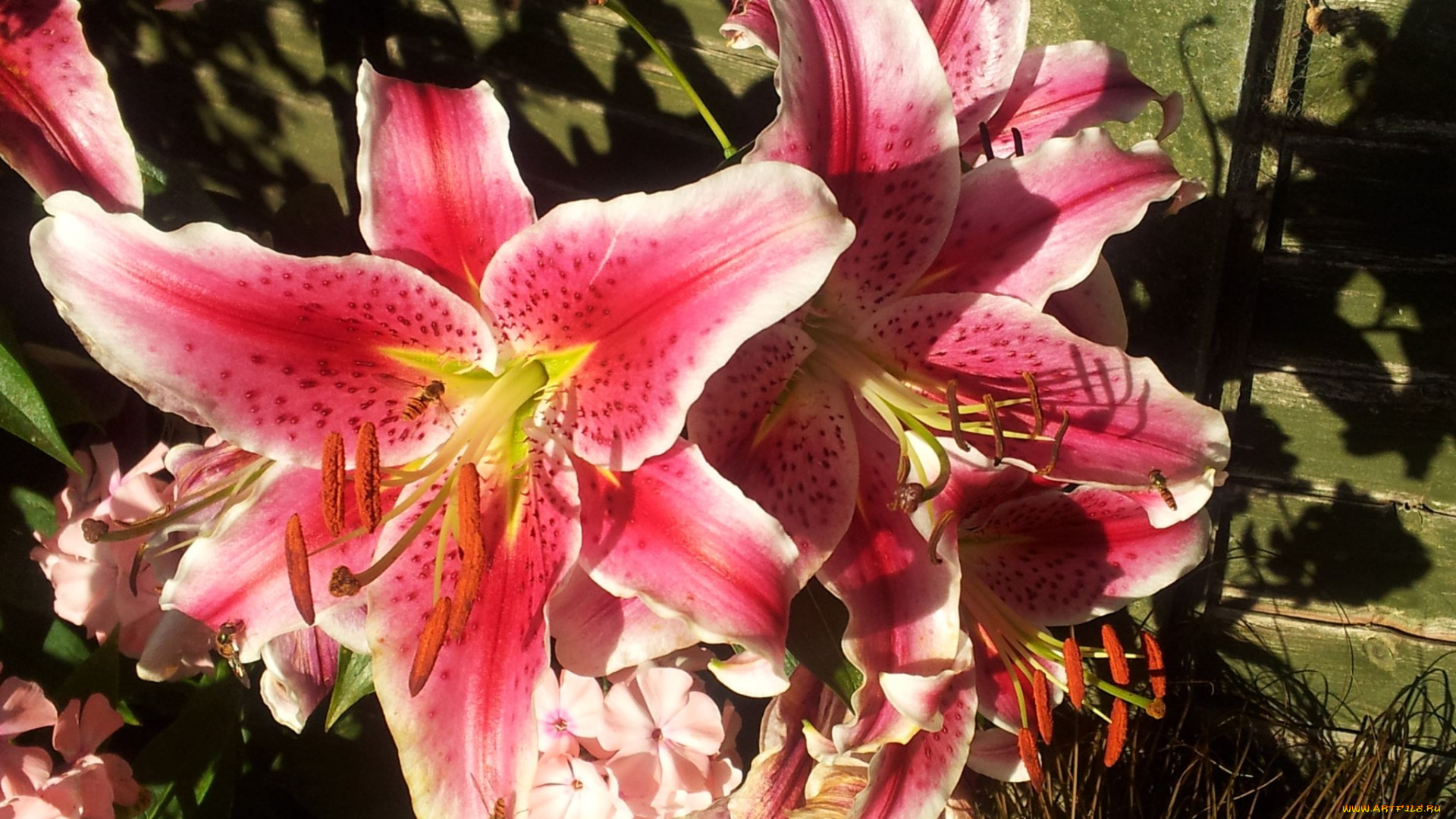 цветы, лилии, лилейники, пестик, тычинка